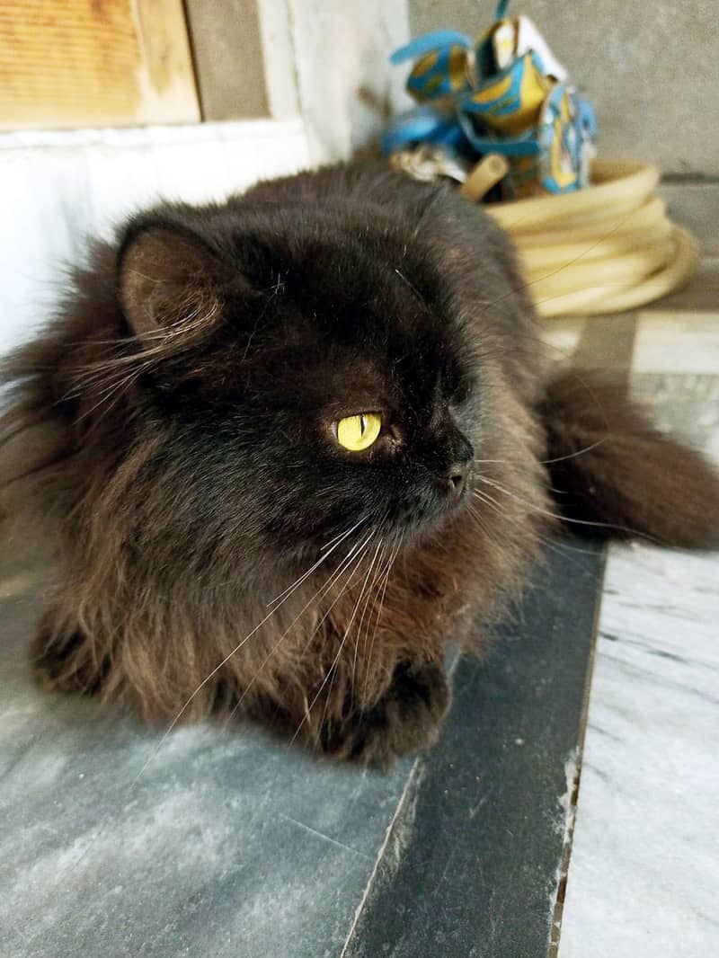 Black Cat Male For Sale 5