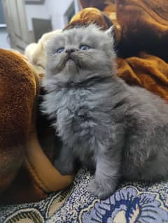 Pure Persian kittens having age of 4 weeks.