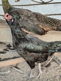 Aseel  hen for sale