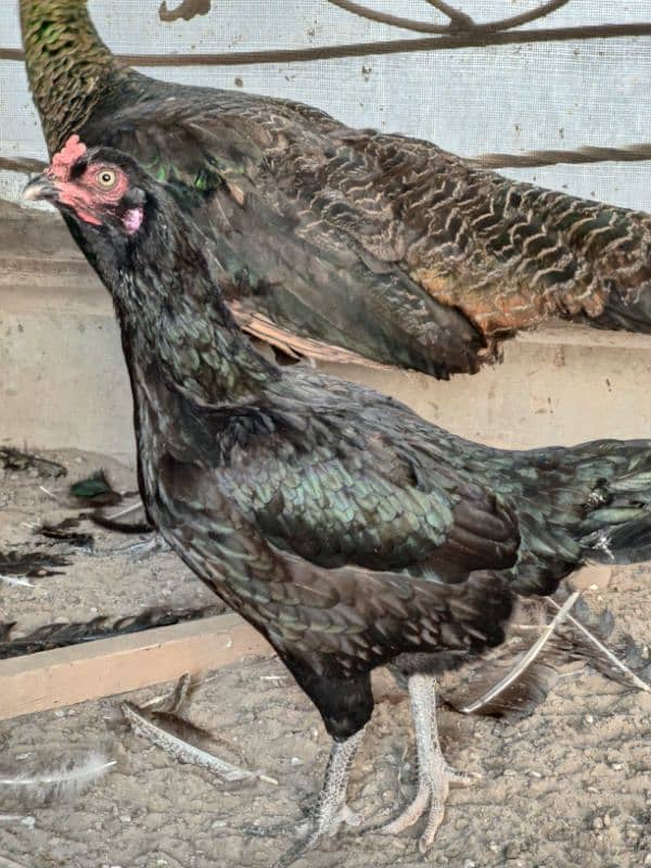 Aseel  hen for sale 0