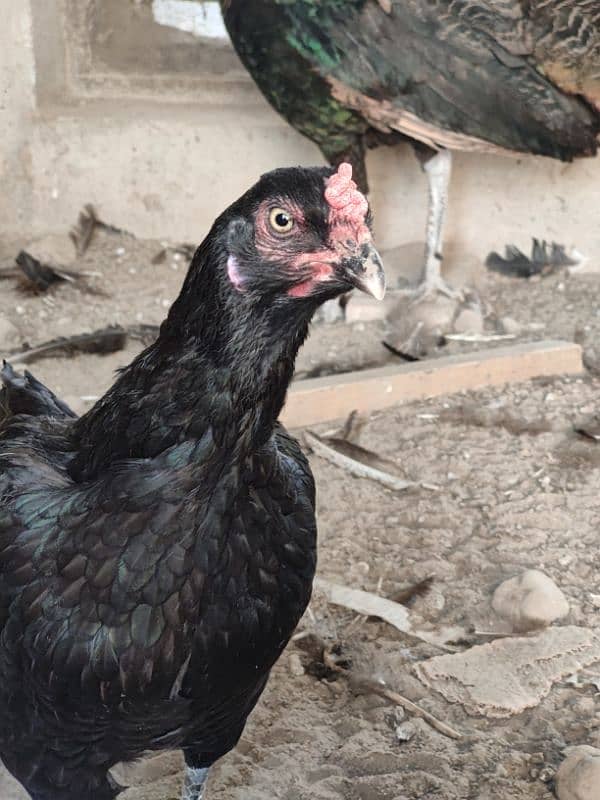 Aseel  hen for sale 2