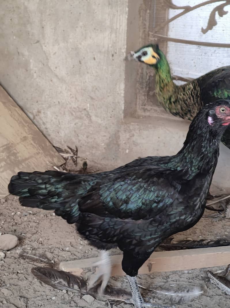 Aseel  hen for sale 3