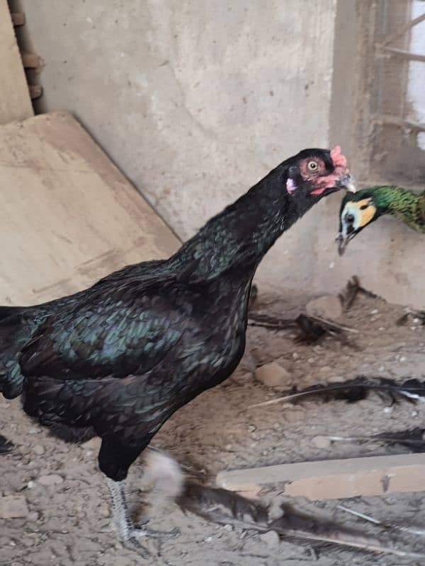 Aseel  hen for sale 4