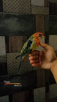 Tamed Rosella godlen mental