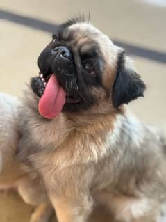 pug