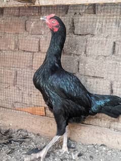 Black Aseel Breeder Madi