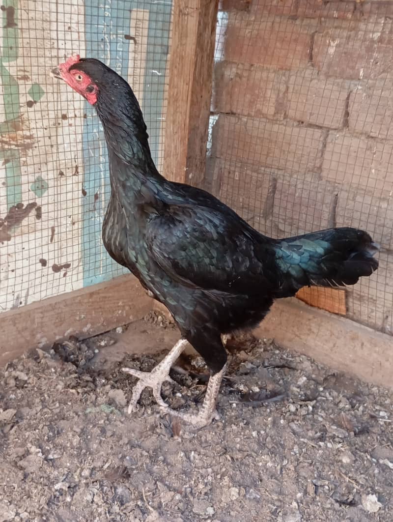 Black Aseel Breeder Madi 15