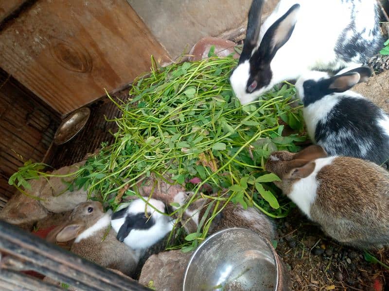 6 rabbits for sale 0