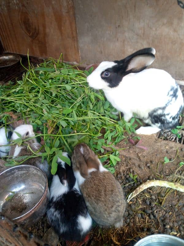 6 rabbits for sale 1