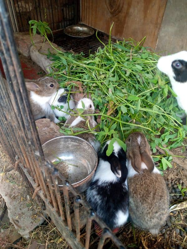 6 rabbits for sale 2