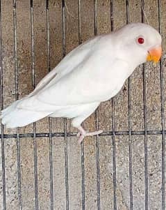 Albino