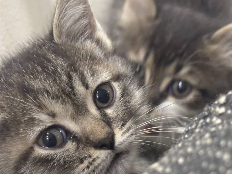 Cute persian kittens 0