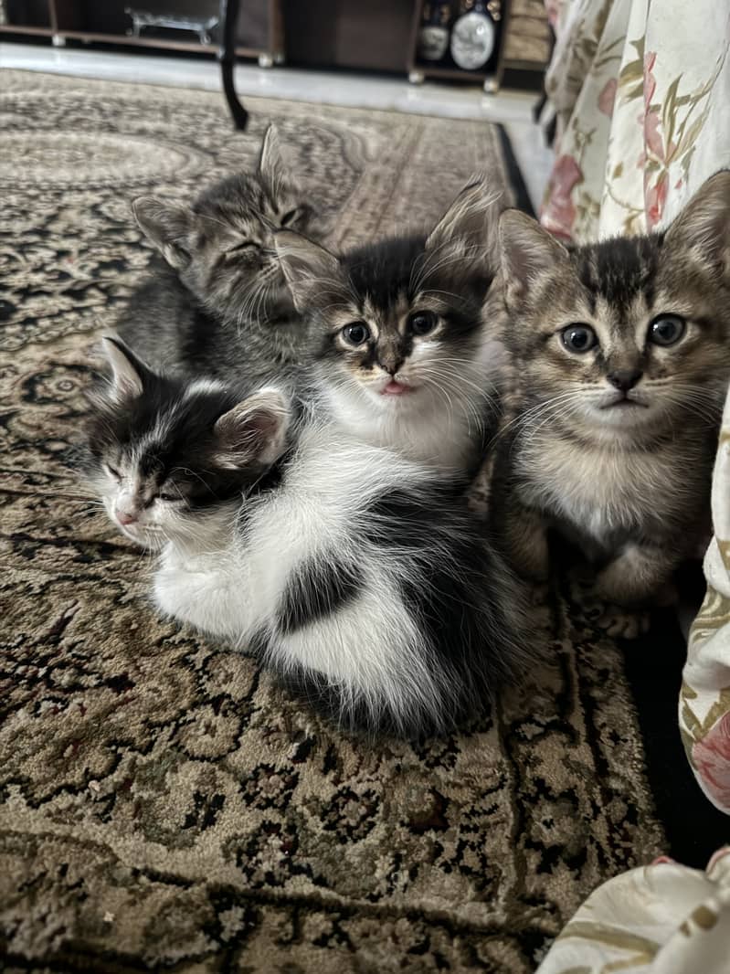 Cute persian kittens 2