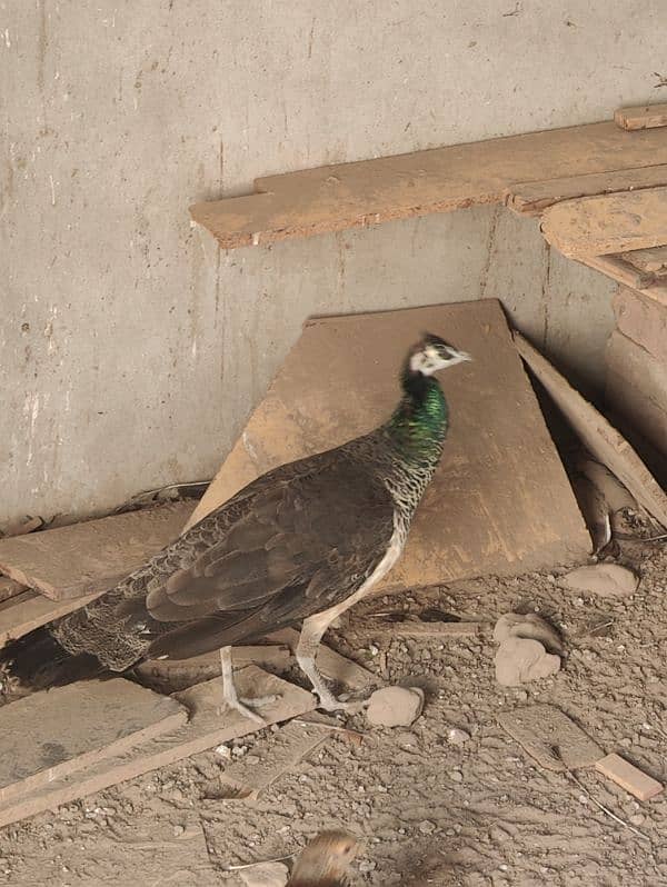 Blue Shoulder/ Common Indian female 0