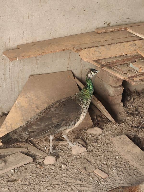 Blue Shoulder/ Common Indian female 3