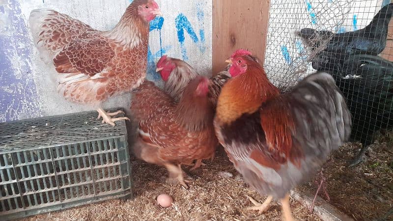 some breeds eggs and chicks sale 03162606360 see discription 1