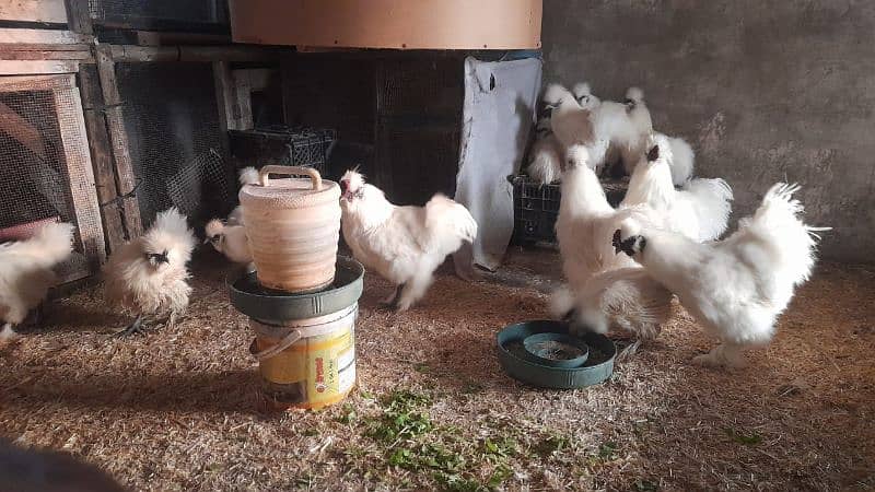 some breeds eggs and chicks sale 03162606360 see discription 6