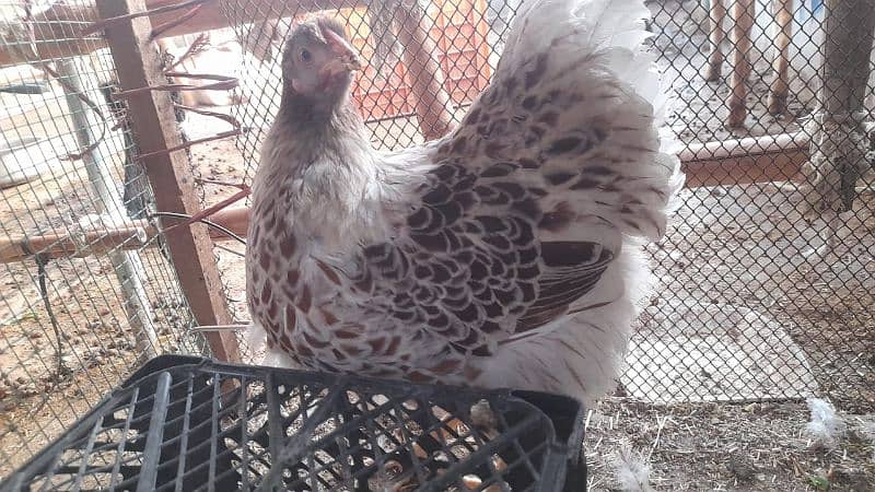 some breeds eggs and chicks sale 03162606360 see discription 7