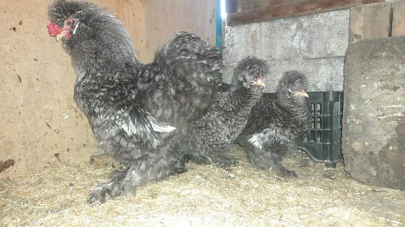 some breeds eggs and chicks sale 03162606360 see discription 8