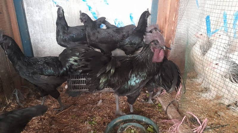 some breeds eggs and chicks sale 03162606360 see discription 10