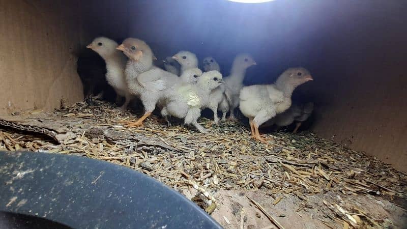 some breeds eggs and chicks sale 03162606360 see discription 11