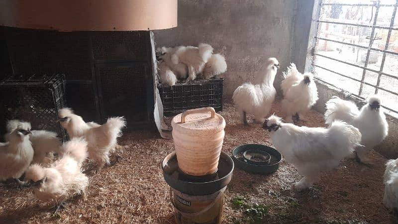 some breeds eggs and chicks sale 03162606360 see discription 12