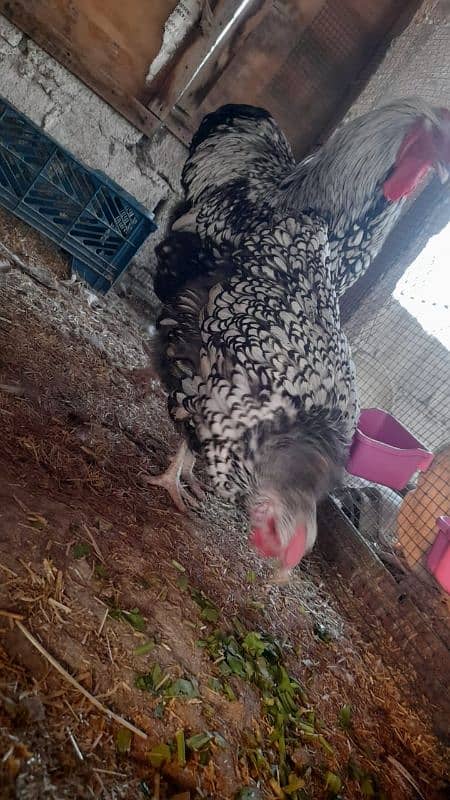 some breeds eggs and chicks sale 03162606360 see discription 14