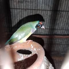 Gouldian Female Gouldian Finches