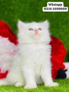 White Persian kitten triple long coated punch face  babies