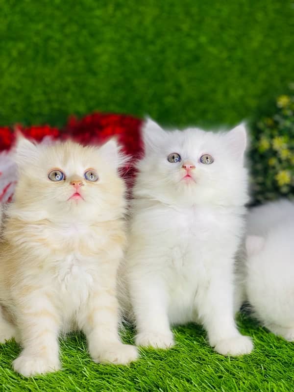 White Persian kitten triple long coated punch face  babies 2