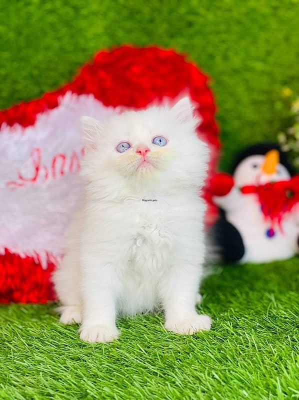 White Persian kitten triple long coated punch face  babies 3