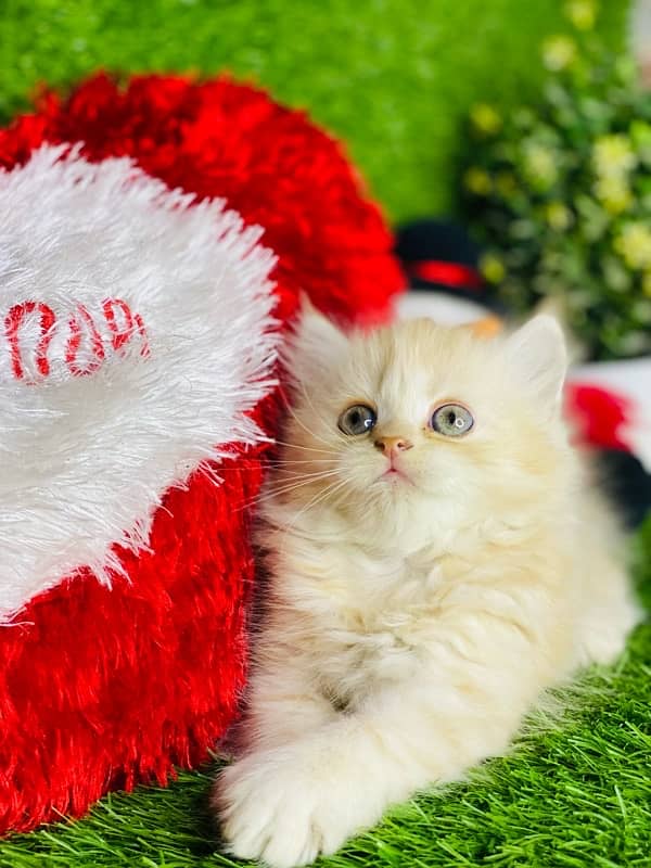 White Persian kitten triple long coated punch face  babies 4