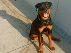 Rottweiler