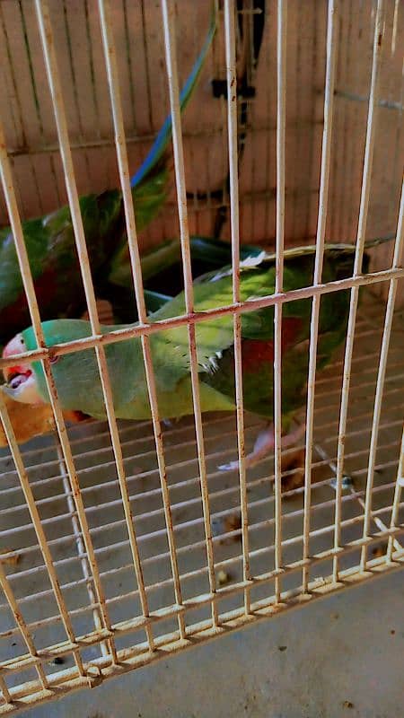 jambo raw parrot pair 6