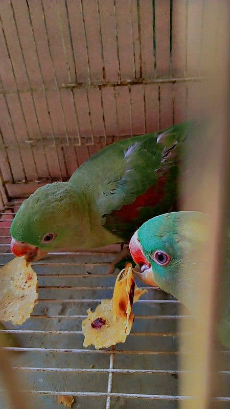 jambo raw parrot pair 4