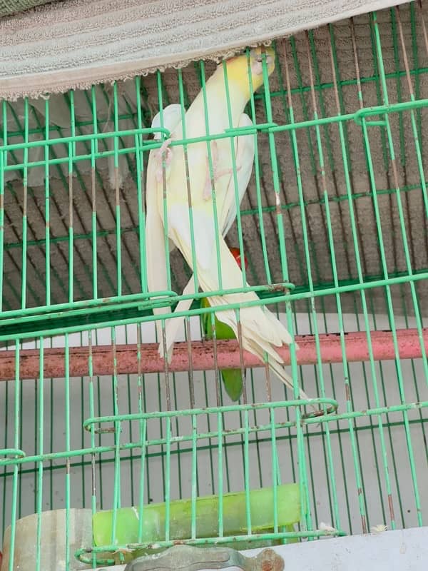 love birds and cockatiel 2