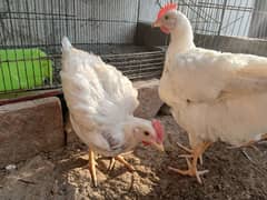 3 pure desi male roosters