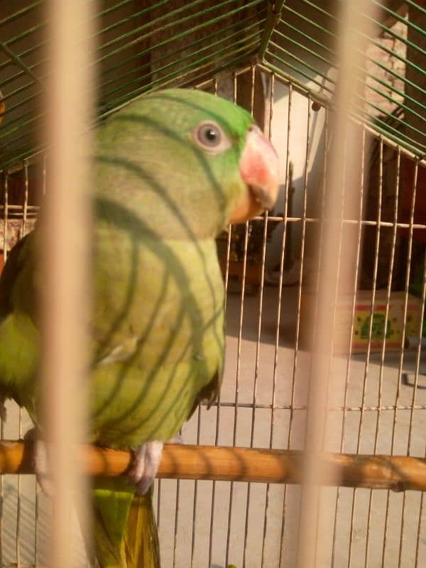 jambo raw parrot pair 2