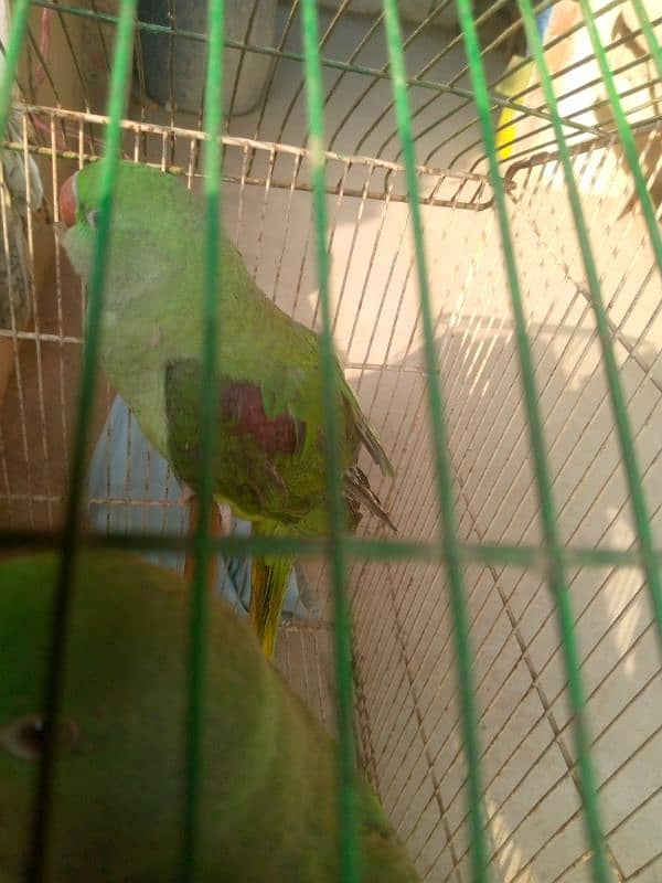 jambo raw parrot pair 3