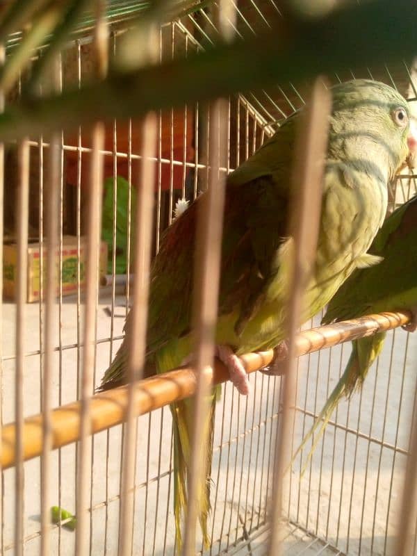 jambo raw parrot pair 5