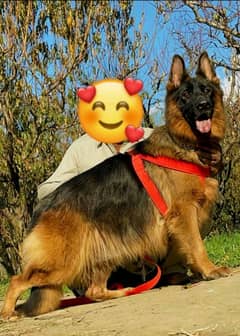 German shepherd female degree For sale