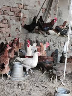 Hens for sale