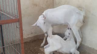 white teddy bakri with male kid one month