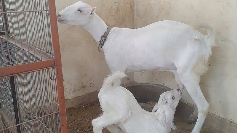 white teddy bakri with male kid one month 1