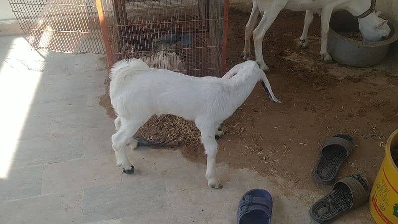 white teddy bakri with male kid one month 4