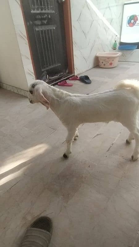 white teddy bakri with male kid one month 5