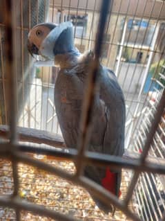 African grey parrot Breeder Female