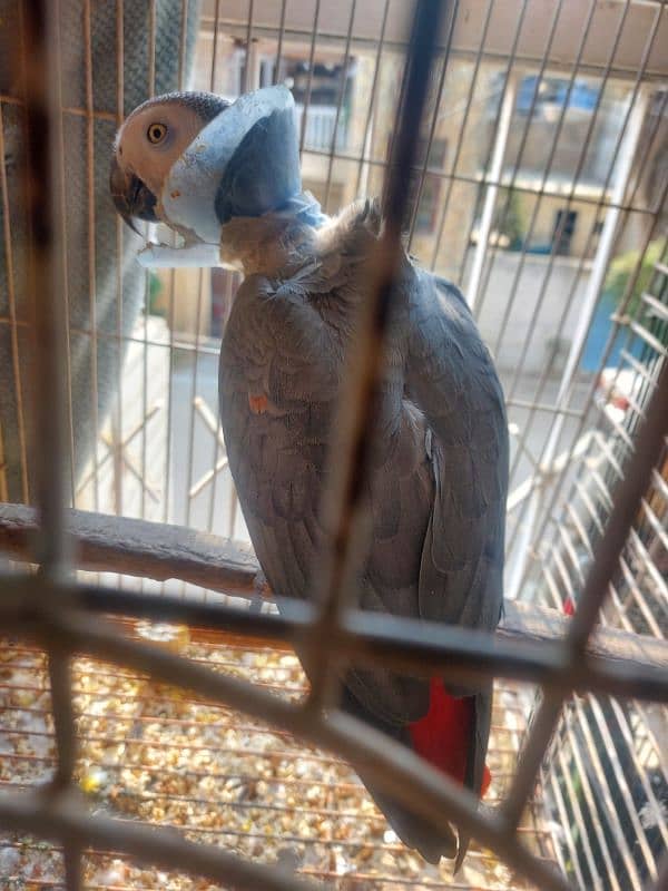 African grey parrot Breeder Female 0