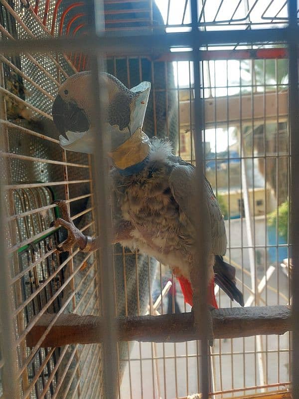 African grey parrot Breeder Female 1