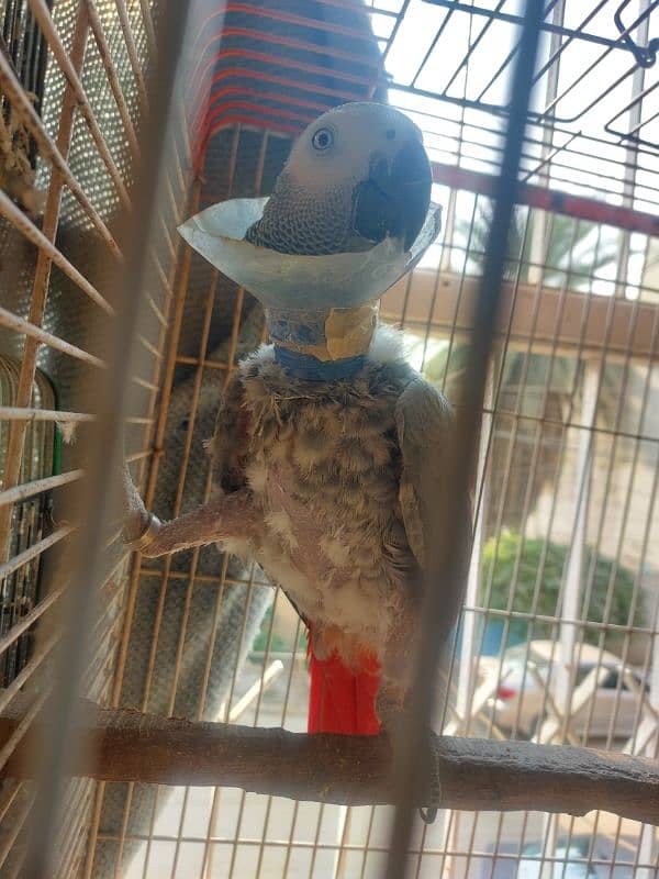 African grey parrot Breeder Female 2